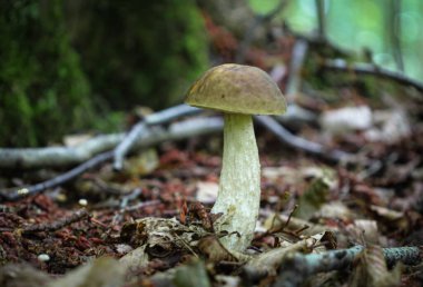 Bu makro fotoğraf orman zemininde düşen yapraklar, dallar ve yosunlar arasında büyüyen bir mantarı gösteriyor. Bu görüntü, orman ekosistemindeki doğal büyüme ve yaşam hissini aktarıyor, vahşi hayattaki küçük detayların güzelliğini vurguluyor..