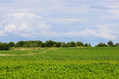 Önünde sıra sıra yeşil bitkiler olan, toprak bir patikayla ikiye bölünmüş bir tarlanın manzarası. Ufuk geniş bir gökyüzünün altında kabarık bulutlu bir ağaç çizgisi tarafından çerçevelenmiştir..