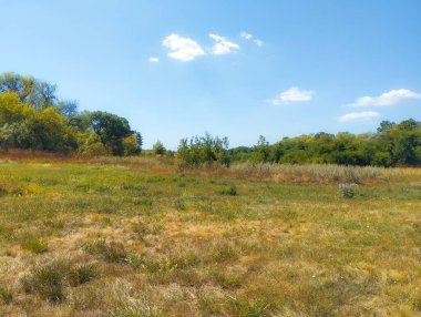 Açık mavi gökyüzünün altında kavrulmuş çimenler ve yeşil bitki örtüleri olan ferah bir yaz çayırı. Ön planda, kuru gövdeler ve çeşitli otlar görülebilir ve ufukta bir grup ağaç doğal bir zemin oluşturur..