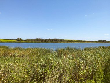 Durgun yüzeyin mavi gökyüzünü yansıttığı bir nehir ya da göl olan doğal bir manzara. Ön planda, uzun boylu, çoğunlukla yeşil çimenler doğal bir bariyer oluştururken, ufukta bir alan ve ağaçlar görülebiliyor..