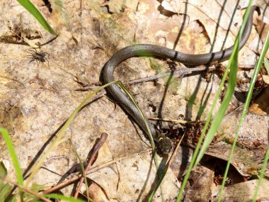 Küçük bir yılan orman zeminindeki kuru yaprakların arasında sürünerek vahşi ve keşfedilmemiş bir atmosfer yaratır. Bu fotoğraf vahşi yaşam, ekoloji, biyoloji ve orman ekosistemleriyle ilgili konuları resmetmek için mükemmel bir seçim., 