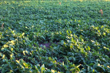 Sabah güneşi genç soya filizlerinden oluşan yeşil bir tarlayı aydınlatarak bir ışık ve gölge oyunu yaratıyor. Bu çekim, tarım temaları için mükemmel bir şekilde uygun büyüme, sağlık ve zengin bir hasat hissini iletir..