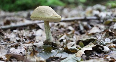 Açık kahverengi şapkalı ve ince saplı küçük bir mantar düşmüş yaprak ve dalların arasında duruyor ve orman bitkisinin narin güzelliğini gösteriyor. Bu resim doğal çevrenin detaylarını ve dokusunu vurgular..