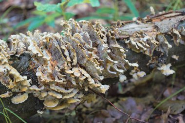 Bir grup katmanlı, fayans benzeri mantar düşmüş bir kütüğü kaplıyor, inanılmaz doğal desenler ve dokular gösteriyor. Fotoğraf, mantarların ekosistemdeki rolünü vurgulayarak ormandaki bozulma sürecini yakalıyor..