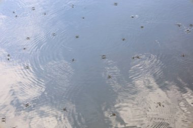 Su yürüyücüleri pürüzsüz bir su yüzeyinde süzülür, arkalarında ince dalgalar bırakır. Gökyüzü ve bulutlar suyu yansıtıyor. Yansımalı bir etki yaratıyor. Bu sahne, yaşam ve doğa arasındaki sakin ama aktif bir etkileşimi yakalar..