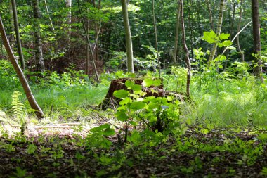 Ormandaki yaşlı bir kütüğün dibinde, yenilenmeyi ve doğanın yaşam döngüsünü sembolize eden genç bir filiz büyür. Yaprakların arasından süzülen ışık bulanık bir orman zeminine karşı yeni büyümeyi aydınlatır..