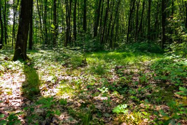 Bahar ormanı ışıkla ve kuru yapraklarla kaplı yumuşak zemine düşen gölgelerle doludur. Ağaç gövdeleri ve yoğun yeşillik bir sükunet ve doğal güzellik ortamı yaratır..
