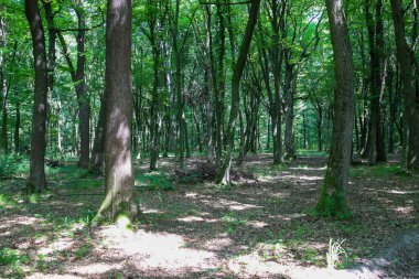 Bahar ormanı ışıkla ve kuru yapraklarla kaplı yumuşak zemine düşen gölgelerle doludur. Ağaç gövdeleri ve yoğun yeşillik bir sükunet ve doğal güzellik ortamı yaratır..