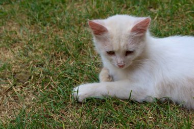 Taze yeşil çimlerin üzerinde başı eğik tüylü beyaz bir kedi dinleniyor. Dalgın bakışları ve huzurlu duruşu, bir yaz gününün karakteristik bir yansıması ve dinginlik hissi verir..