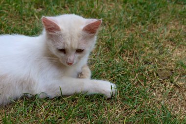 Pembe kulaklı beyaz bir kedi karışık çimenlerin üzerinde uzanıyor, yavaşça aşağıya bakıyor. Kar beyazı kürkü yeşil ve kahverengi arka planla çelişiyor ve doğal bir ortamda barış ve uyum hissi veriyor.