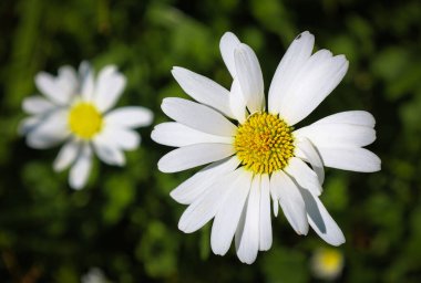 Bahar güneşi parlak bir şekilde beyaz yaprakları ve sarı bir papatyanın merkezini aydınlatır. Bu da bulanık yeşil arka planda göze çarpar. Bu çekim doğanın hassasiyetini ve tazeliğini detaylıca yakalar..