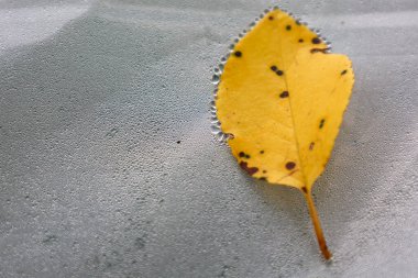 Koyu benekli altın bir sonbahar yaprağı, küçük damlacıklarla çevrili nemli bir yüzey üzerinde yatar. Bu resim, sakin bir sonbahar gününün atmosferini aktaran yaprağın ve yüzeyin dokusunu vurgular..