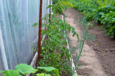 Olgunlaşmamış meyveler ve uzun dereotlu genç domates bitkileri bir seranın duvarında yetişiyor. Bu fotoğraf, taze sebze yetiştirme sürecini yansıtan organik bahçıvanlığı gösteriyor..