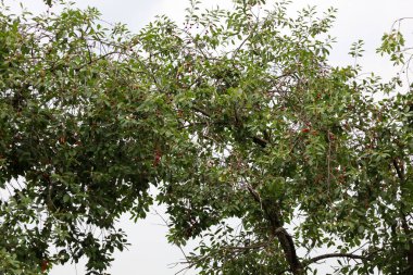 Koyu kırmızı böğürtlenlerle kaplı bir kiraz ağacının yoğun dalları yukarı doğru uzanır. Yaprakların zengin yeşil rengi parlak meyvelerle tezat oluşturuyor. Resimli bir yaz görüntüsü yaratıyor.