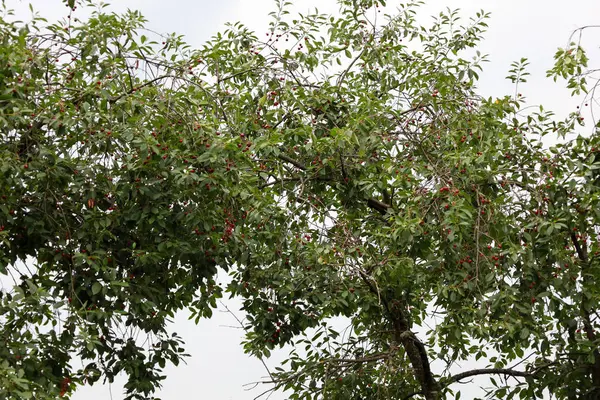 Koyu kırmızı böğürtlenlerle kaplı bir kiraz ağacının yoğun dalları yukarı doğru uzanır. Yaprakların zengin yeşil rengi parlak meyvelerle tezat oluşturuyor. Resimli bir yaz görüntüsü yaratıyor.