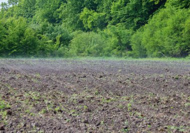 Taze sürülmüş toprak, yeşillik bir ormanın zeminine yeni bir tarım mevsiminin başlangıcını sembolize eden bitki kalıntıları ekmeye hazırlanıyor..