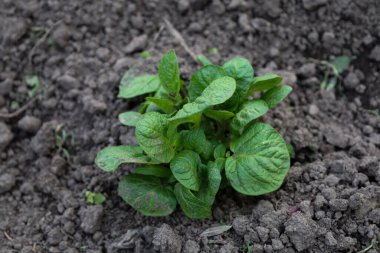 Taze yeşil yapraklı küçük bir patates tomurcuğu verimli topraktan büyür, bu da yeni hayatın başlangıcını ve tarım sürecini simgeler..