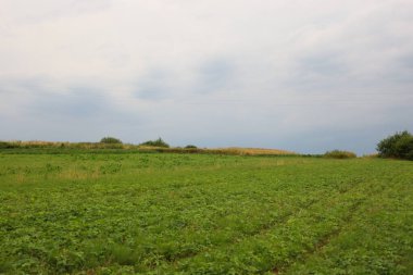 Önünde yeşil bir alan olan geniş bir kırsal alan ufka kadar uzanıyor. Arka planda, solmuş çimlerle kaplı uzak tepeler bulutlu bir gökyüzünün altında görülebiliyor ve yaz sükuneti hissi yaratıyor..