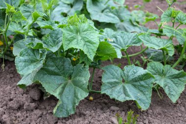 Genç bir salatalık sürüsü, koyu ve verimli topraklarda büyüyen büyük yeşil yapraklarla filizleniyor. Görüntü, tazeliği, doğallığı ve gelecekteki hasat potansiyelini aktarıyor..