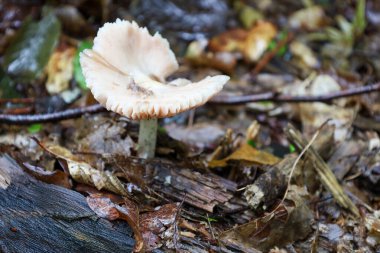 Ormanın zemininden ıslak yapraklar ve dallarla kaplı soluk pembe kıvrımlı bir kapağı olan bir mantarın yakın çekimi. Bu çekim vahşi doğadaki kahvehanemin kırılganlığını ve güzelliğini gösteriyor..