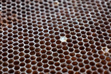 Balmumu bal peteği, bal dolu doğal bir desen gibi. Bu makro çekim özgün bir özgün arkaplan oluşturarak dokuyu ve detayları vurgular..