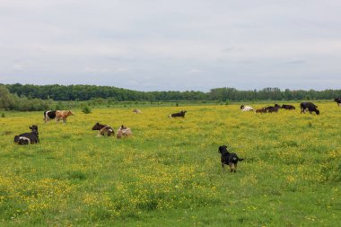 Bir sürü köpeği, sarı çiçeklerle benekli uçsuz bucaksız yeşil bir çayırda dinlenen bir inek sürüsünü izliyor. Bu manzara huzurlu kırsal yaşamın atmosferini taşır..