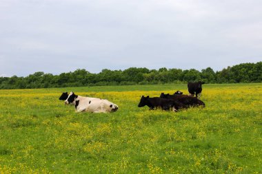 Bazı inekler sarı çiçeklerle kaplı uçsuz bucaksız yeşil bir alanda dinleniyorlar. Bu resim, yaz mevsiminde gökyüzünün altındaki otlaktaki hayvanların huzur dolu yaşamını gösteriyor..