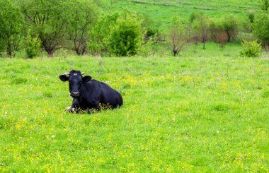 Sarı çiçeklerle benekli parlak yeşil bir çayırda siyah bir inek yatıyor. Bu görüntü, kırsal kesimdeki bir yaz gününün sakin ve huzurlu atmosferini yansıtıyor..