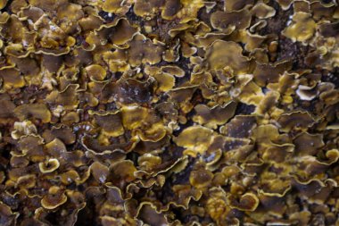 Küçük kahverengi ve sarı mantarlardan oluşan yoğun bir katman eski bir ağacın kabuğunu kaplayarak karmaşık bir doğal kalıp ve eşsiz dokulu bir arka plan oluşturur. Bu makro çekim vahşi doğanın detaylarını vurgular..