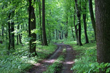 Sessiz bir patika, ağaçların arasından süzülen yumuşak güneş ışınlarıyla aydınlatılan sık bir ormanda esiyor. Taze yeşillik ve gölgeler huzur ve yalnızlık hissi yaratıyor..
