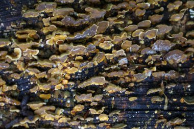 Dalgalı kenarları olan sayısız küçük sarımsı mantar yaşlı bir ağacın ıslak kabuğunda yoğun bir katmanda yetişerek zengin bir doku oluşturur ve ormanın biyolojik çeşitliliğini yansıtır..