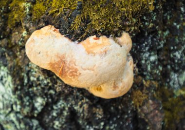 İlginç desenli ve turuncu renkli bir mantar yeşil yosunlarla kaplı eski bir kabukta büyür ve doğal bir orman ortamında büyüleyici bir etkileşim gösterir..