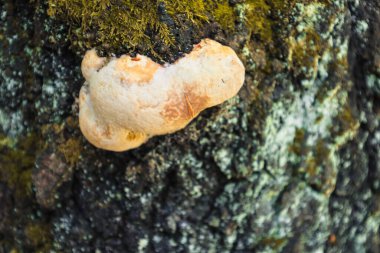 Yeşil yosunlarla kaplı eski bir ağacın gövdesinde yumuşak turuncu dokuya sahip bir mantar büyür ve doğal bir orman ortamında büyüleyici bir etkileşim gösterir..