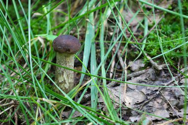 Ormanın gizli yaşamı: genç bir mantar yoğun yeşil çimenlerde saklanır, mükemmel bir renk ve doku kombinasyonu yaratır. Bu sahne sessiz bir orman köşesinin güzelliğini ve huzurunu yansıtıyor..