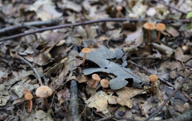 Orman zeminine yayılmış bir grup küçük yabani mantar düşmüş yapraklar ve dallar arasında filizlenerek orman zemininin zengin biyolojik çeşitliliğini gözler önüne seriyor.. 