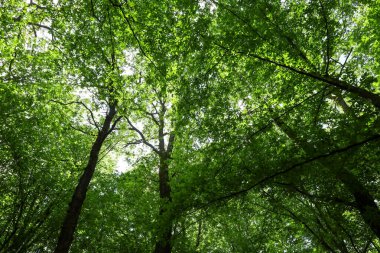 Yukarı doğru bir bakış: yoğun yeşil ağaç taçları güneş ışığının içinden geçtiği doğal bir gölgelik oluşturur. Bu açı, ormanın ihtişamını ve gücünü aktarıyor. Huzur ve tazelik hissi veriyor..