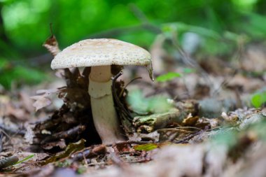 Tek bir mantar zarif bir şapkayla orman zemininde kuru yapraklar arasında yetişir. Bu ayrıntı doğanın narin güzelliğini ve ihtişamını vurgular. Küçük yaşam formlarının bile ne kadar zarif ve şaşırtıcı olabileceğini gösterir..