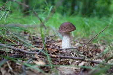 Yeşil çimlerle çevrili kuru yaprak ve dalların arasında, orman zemininde yenilebilir bir huş ağacı boleti mantarı yetişir. Bu resim orman yaşamının güzelliğini ve detaylarını aktarıyor..