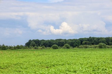 Önünde yeşil bir tarla olan geniş bir manzara ve ardından bir orman şeridi. Fotoğraf bir huzur ve özgürlük hissi veriyor..