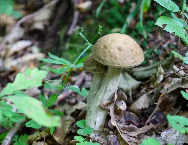 Ormandaki bir çift: iki genç mantar düşmüş yapraklar ve yeşil bitkiler arasında yan yana büyür. Bu doğal sahne, Flora 'nın vahşi yaşamını gözler önüne seren barış ve uyum hissini taşır..