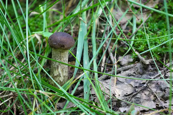 Ormanın gizli yaşamı: genç bir mantar yoğun yeşil çimenlerde saklanır, mükemmel bir renk ve doku kombinasyonu yaratır. Bu sahne sessiz bir orman köşesinin güzelliğini ve huzurunu yansıtıyor..