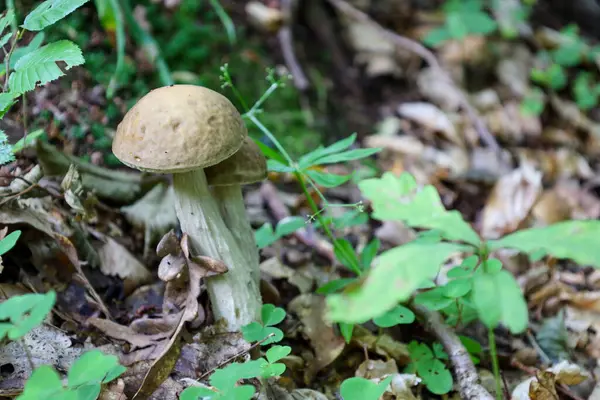 Doğanın yenilenmesi: iki genç mantar taze çimenler ve düşmüş yapraklarla çevrili olarak birlikte büyürler..
