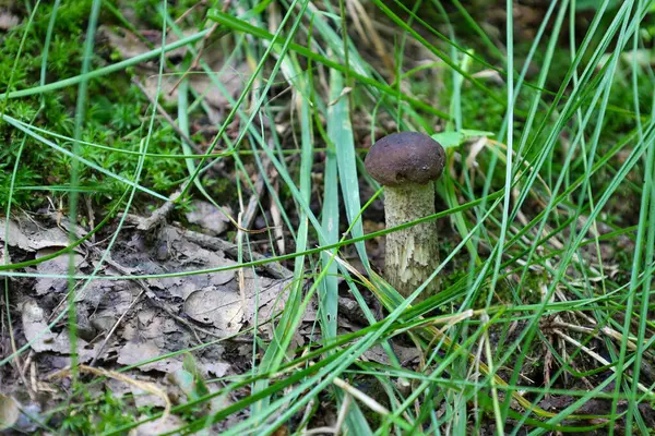 Sessiz güzellik: genç bir mantar kalın yeşil çimenler ve yosunların arasında duruyor. Bu sahne, geçen yılın yaprakları arasında yeni bir hayat sunan ormanın huzur ve sükunetini taşıyor..