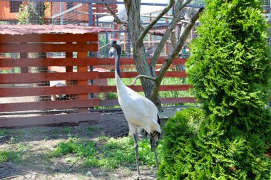 Kar beyazı tüyleri ve kafasında karakteristik kırmızı bir 