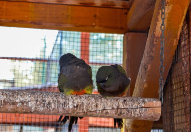İki papağan, sırtı kameraya dönük, tahta bir levrekte otururlar. Tüylerindeki parlak turuncu ve sarı noktalar koyu tüyleriyle tezat oluşturarak görüntüye renk katıyor.. 