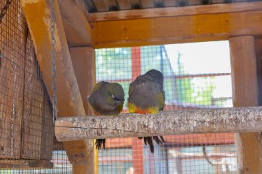 İki papağan, sırtı seyirciye dönük, tahta bir levrekte otururlar. Koyu renkli tüyleri parlak, zıt sarı ve turuncu beneklerle süslenir ve görüntüye renk katar..