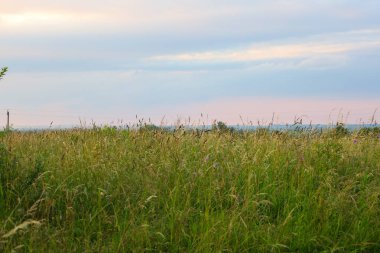 Ufuk çizgisine kadar uzanan uzun otlar ve kır çiçekleriyle dolu bir yaz tarlası. Bulutların yumuşak, pastel gölgeleri huzur ve ahengin hüküm sürdüğü bu doğal manzara için sakin bir zemin oluşturuyor..