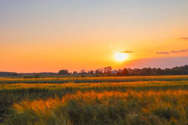 Altın ışığın yeşil sapları aydınlattığı bir arazide gün batımı harika bir yaz manzarası yaratır. Gökyüzünün ılık renkleri ufukta yansıyor ve hafif bir esinti kulakları sallıyor, görüntüye dinamizm ve hayat veriyor..