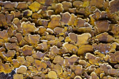 Bu makro çekim, ağaçta büyüyen kırılgan mantar kümesini yakalar. Karmaşık şekilleri ve dokuları kahverengi ve sarı tonlarında soyut bir doğal desen oluşturur..