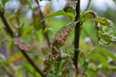 Hastalıklı bir şeftali ağacı yaprağı yaprak kıvrımı belirtileri gösterir. Yaygın bir mantar enfeksiyonu, yaprakların bükülmesine ve deforme olmasına neden olur..